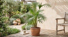 Palmera