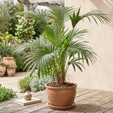 Palmera