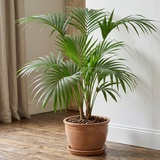 Palmera
